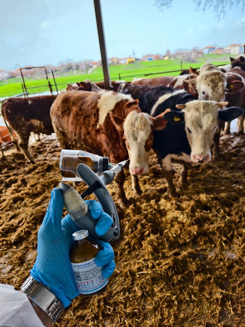 İlimizde İlkbahar Şap Aşılama Kampanyası Başladı