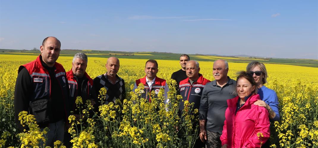 Kanola Alanlarında İnceleme Yapıldı