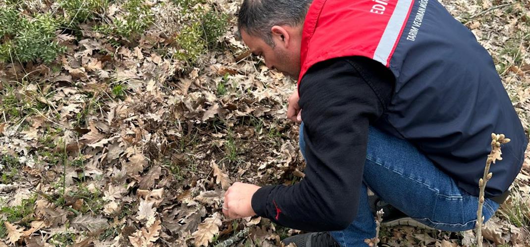 Süne Sürvey Çalışmaları Başladı 