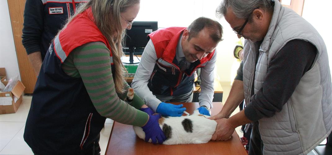 Sahipli Hayvanlar Artık Daha Güvende
